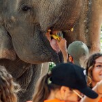 โปรแกรมท่องเที่ยวเชิงอนุรักษ์ กิจกรรมให้อาหารและอาบน้ำช้าง โดย Elephant care samui ฟรีรถรับส่ง สำหรับ 1 ท่าน, เกาะสมุย