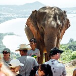 โปรแกรมท่องเที่ยวเชิงอนุรักษ์ กิจกรรมให้อาหารและอาบน้ำช้าง โดย Elephant care samui ฟรีรถรับส่ง สำหรับ 1 ท่าน, เกาะสมุย