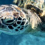 [From Phuket] Speed Boat : Similan Islands Day Trip With Hotel Transfers from Phuket