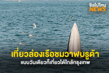 พร้อมเที่ยว ล่องเรือชมวาฬบรูด้า แบบวันเดียวก็เที่ยวได้ใกล้กรุงเทพ