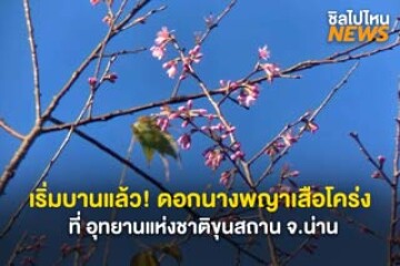 เริ่มบานแล้ว! ดอกนางพญาเสือโคร่ง ที่ อุทยานแห่งชาติขุนสถาน จ.น่าน คาดว่าปีนี้จะได้ชมถึงต้นเดือน ม.ค.