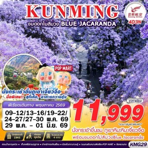 KMG29 จีน 4 วัน 3 คืน คุนหมิง ภูเขาหิมะเจี้ยวจื่อ - ดอกไม้สีม่วง Blue Jacaranda