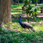 Alongkorn farm and resort (อลงกรณ์ ฟาร์ม แอนด์ รีสอร์ต) ห้อง บ้านลอฟท์ 2 ท่าน แก่งกระจาน