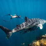 เรือไม้หัวโทง One Day Trip ดำน้ำตื้น เกาะร้านเป็ด - ร้านไก่ ชุมพร รวมเซตอาหารทะเล ถ่ายรูปใต้น้ำสุดปัง