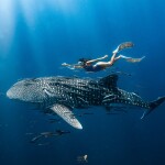 เรือไม้หัวโทง One Day Trip ดำน้ำตื้น เกาะร้านเป็ด - ร้านไก่ ชุมพร รวมเซตอาหารทะเล ถ่ายรูปใต้น้ำสุดปัง