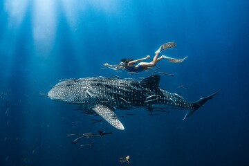 Luxury Boat One Day Trip Snorkeling Koh Lan Ped and Lan Kai island Chumphon