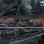 Chiang Mai Zoo บัตรเข้าชมสวนสัตว์เชียงใหม่