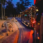 บัตรนั่งรถเข้าชมสัตว์ เชียงใหม่ไนท์ซาฟารี (Chiangmai Night Safari) + ชมแสดงน้ำพุดนตรี ,เชียงใหม่
