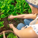 Coolliving Farmhouse (คูลลิฟวิ่ง ฟาร์มเฮ้า) ห้อง Panorama Pond Villa 2 ท่าน พร้อมกิจกรรมในฟาร์ม, วังน้ำเขียว นครราชสีมา