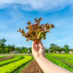 Coolliving Farmhouse (คูลลิฟวิ่ง ฟาร์มเฮ้า) ห้อง Panorama Pond Villa 2 ท่าน พร้อมกิจกรรมในฟาร์ม, วังน้ำเขียว นครราชสีมา