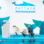 บัตรเข้าชมโชว์ปลาโลมา pattaya dolphinarium (พัทยาดอลฟินาเรียม), พัทยา