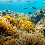 One Day Trip ทัวร์ 5 เกาะ ดำน้ำ ดูปะการัง +อาหารกลางวัน + บาบีคิว + เซตอาหารทะเล + ถ่ายรูปใต้น้ำ (เหมาลำ) , ระยอง