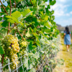 ทัวร์ไร่องุ่นและโรงกลั่นไวน์ GranMonte Vineyard and Winery  ไวน์ซุปเปอร์พรีเมี่ยม,เขาใหญ่