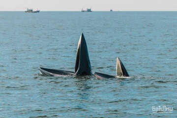 [Samut Sakorn] One Day Trip : Bryde's whales watching