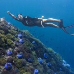 One Day Trip Chumphon : Snorkeling at Koh Ran Ped - Koh Ran Kai + Lunch + Round-Trip Transfer by Joke Koh Wiang Diving