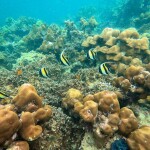 แพ็คเกจหลีเป๊ะ 4 วัน 3 คืน พักที่ Zodiac Seesun Resort + ทริปดำน้ำ + รถและเรือรับส่ง + อาหาร 4 มื้อ , 2 ท่าน