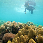 แพ็คเกจหลีเป๊ะ 4 วัน 3 คืน พักที่ Zodiac Seesun Resort + ทริปดำน้ำ + รถและเรือรับส่ง + อาหาร 4 มื้อ , 2 ท่าน