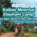 [Koh Chang]  Kaibae Meechai Elephant Camp : Activities Ticket with Elephant Ride + Elephant Show + Swimming with baby elephant