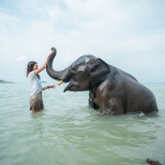 [Koh Chang]  Kaibae Meechai Elephant Camp : Activities Ticket with Elephant Ride + Elephant Show + Elephant Swim