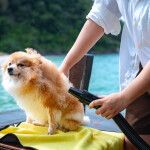 แพ็คเกจทริปล่องเรือไม้ Le fong ar-kad (เลอ ฟอง อากาศ) Private กรุ๊ป  (Pet Friendly) , สัตหีบ