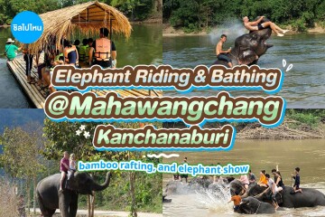 Elephant riding and bathing experience, bamboo rafting, and elephant show at Mahawangchang Elephant Camp , Kanchanaburi.