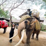 Elephant Trekking and FantasyShow @Mongchang Cafe, Pattaya