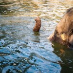 Elephant Trekking and FantasyShow @Mongchang Cafe, Pattaya