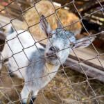 Elephant Trekking and FantasyShow @Mongchang Cafe, Pattaya