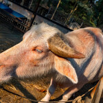 Elephant Trekking and FantasyShow @Mongchang Cafe, Pattaya