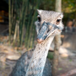 Elephant Trekking and FantasyShow @Mongchang Cafe, Pattaya