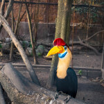 Elephant Trekking and FantasyShow @Mongchang Cafe, Pattaya