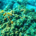 One Day Trip Koh Chang (Join Tour) : 3-Island Snorkeling + Fishing Tour at Koh Kluem, Koh Wai, and Koh Lao Ya + Lunch + Hotel Transfer