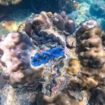 One Day Trip Koh Chang (Join Tour) : 3-Island Snorkeling + Fishing Tour at Koh Kluem, Koh Wai, and Koh Lao Ya + Lunch + Hotel Transfer