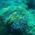 One Day Trip Koh Chang (Join Tour) : 3-Island Snorkeling + Fishing Tour at Koh Kluem, Koh Wai, and Koh Lao Ya + Lunch + Hotel Transfer