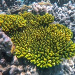 One Day Trip Koh Chang (Join Tour) : 3-Island Snorkeling + Fishing Tour at Koh Kluem, Koh Wai, and Koh Lao Ya + Lunch + Hotel Transfer