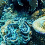 One Day Trip - Koh Chang (Join Tour) : Snorkeling at 4 Islands : Koh Yak Lek, Koh Yak Yai, Koh Rang, Koh Mapring Includes: Lunch + Hotel Transfer