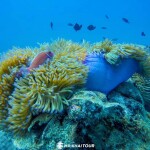One Day Trip - Koh Chang (Join Tour) : Snorkeling at 4 Islands : Koh Yak Lek, Koh Yak Yai, Koh Rang, Koh Mapring Includes: Lunch + Hotel Transfer