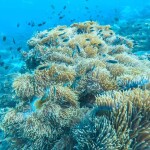 One Day Trip - Koh Chang (Join Tour) : Snorkeling at 4 Islands : Koh Yak Lek, Koh Yak Yai, Koh Rang, Koh Mapring Includes: Lunch + Hotel Transfer