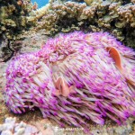 One Day Trip - Koh Chang (Join Tour) : Snorkeling at 4 Islands : Koh Yak Lek, Koh Yak Yai, Koh Rang, Koh Mapring Includes: Lunch + Hotel Transfer