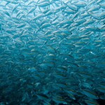 One Day Trip - Koh Chang (Join Tour) : Snorkeling at 4 Islands : Koh Yak Lek, Koh Yak Yai, Koh Rang, Koh Mapring Includes: Lunch + Hotel Transfer