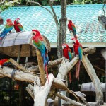 One Day Trip (Join) Safari World with transfer, Bangkok