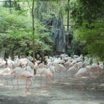 One Day Trip (Join) Safari World with transfer, Bangkok