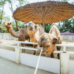 One Day Trip (Join) Safari World with transfer, Bangkok