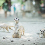 One Day Trip (Join) Safari World with transfer, Bangkok