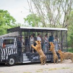 One Day Trip (Join) Safari World with transfer, Bangkok