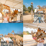 [From Bangkok] Safari Kanchanaburi with Meena Cafe or Village Farm Cafe