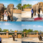 [From Bangkok] Safari Kanchanaburi with Meena Cafe or Village Farm Cafe