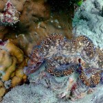 One Day Trip at Samae San by Speedboat (Join Tour) Sattahip, Chonburi