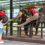 Siri Park & Zoo (ศิริพาร์ค แอนด์ ซู) บัตรเข้าชมสวนเสือศรีราชา สวนสัตว์ที่ครอบครัวพาเด็กๆไปสนุกกับสัวต์ต่างๆ ,ชลบุรี