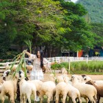 บัตรเข้าฟาร์ม The Scenery Vintage Farm : COMBO250 คูปองซุ้มเกม+คูปองแลกหญ้า+คูปองแลกขนม+คูปองป้อนนม+คูปองนั่งม้าหมุน